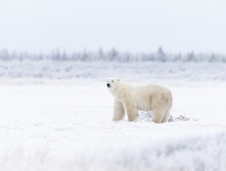 Obraz na płótnie Canvas Adult Polar Bear in Sub-arctic region of Hudson Bay Canada