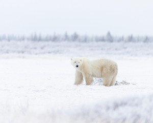 Obraz na płótnie Canvas Adult Polar Bear in Sub-arctic region of Hudson Bay Canada