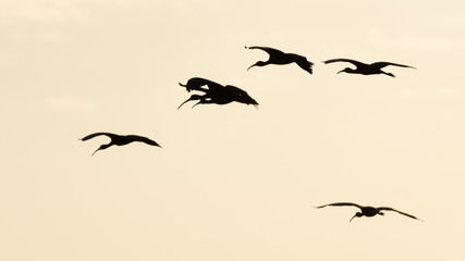 Moritos  volando