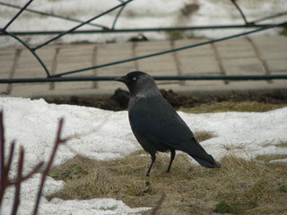 Western jackdaw (Coloeus monedula), also known as the Eurasian jackdaw, the European jackdaw, or simply the jackdaw