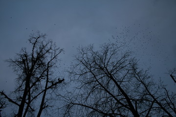 Flock of corvids (Corvidae) captured in Belarus