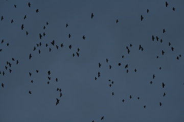 Flock of corvids (Corvidae) captured in Belarus