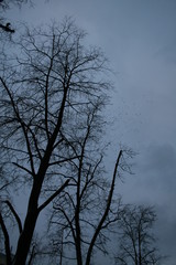 Flock of corvids (Corvidae) captured in Belarus