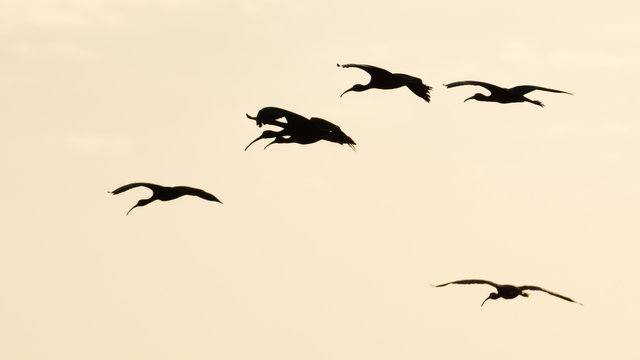 Moritos  volando