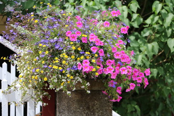 Flower garden in summer, Sweden