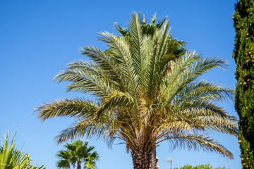 Vista de unas palmeras bajo el cielo azul