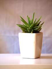 succulent plant on a elegant white pot