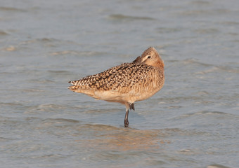 Reddish egret in Florida Marsh