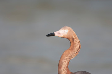 Reddish egret in Florida Marsh
