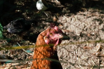 The head of the domestic hen seen through the net. Head shot.