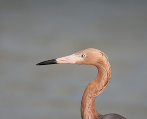 Reddish egret in Florida Marsh