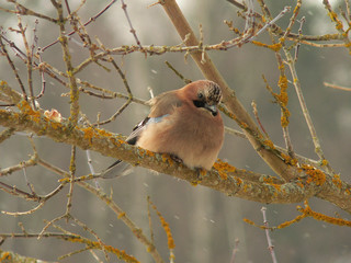 Eurasian jay (Garrulus glandarius) captured in Belarus