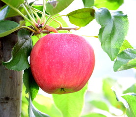 Leckere reife rote Äpfel am Apfelbaum - Apfelernte im Herbst in Südtirol