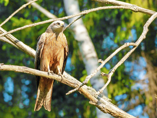 young hawk with beautiful plumage sitting on a tree in the wood