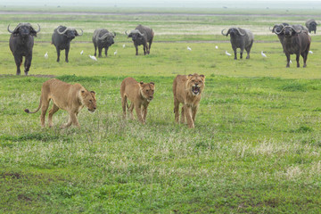 Cape Buffalo iand lions n Tanzania Africa	