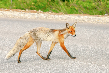 portrait of a red Fox walking on asphalt road on the background of a forest