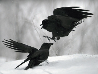 Common raven (Corvus corax), also known as the western raven or northern raven