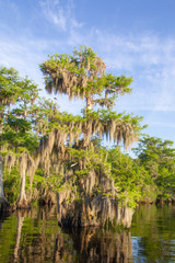 Plakat Cypress trees on Blue Cypress Lake, Florida