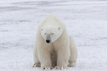 Adult Polar Bear in Sub-arctic region of Hudson Bay Canada