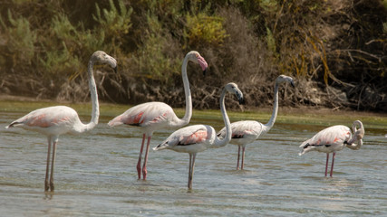 Flamencos
