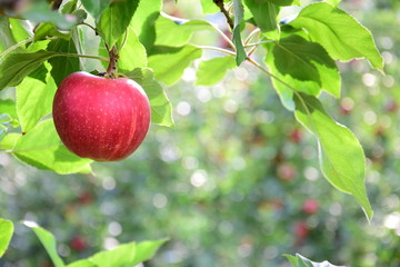 Reife rote Äpfel am Apfelbaum - Erntezeit in Südtirol