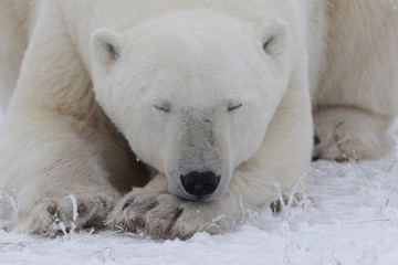 Fototapeta na wymiar Adult Polar Bear in Sub-arctic region of Hudson Bay Canada