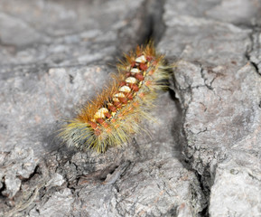Leucoma salicis, the white satin moth or satin moth larva	
