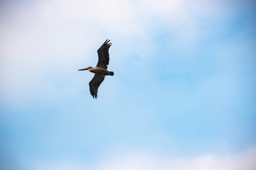 Pelican flying in a blue sky off the coast of the Colombian Pacific Ocean.