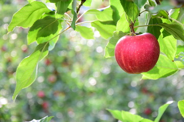 Leckere reife rote Äpfel am Apfelbaum - Apfelernte im Herbst in Südtirol