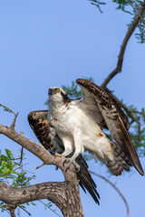 Beautiful Osprey on Blue Cypress Lake, Vero Beach Florida
