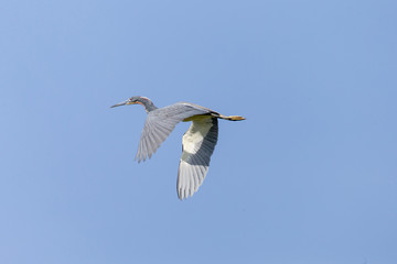 Little blue heron flying