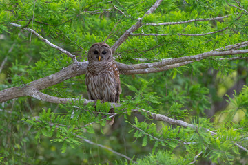 Barred Owl in Tree in Florida