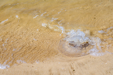 Dead large jellyfish on the sand of the sea beach on a summer day. Waves wash over the body of the jellyfish. A marine animal posing a danger to tourists having a rest at sea. High quality photo