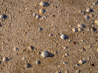 Fototapeta na wymiar Top view of sea shells on the sand. The evening light of the sunset illuminates the beach with warm orange light. Sea vacation concept. Copy space. Flat lay.