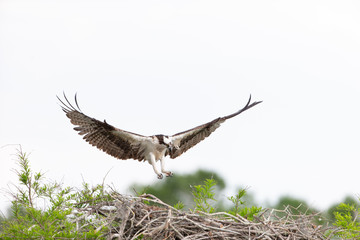 Beautiful Osprey on Blue Cypress Lake, Vero Beach Florida
