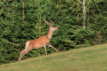 Naklejka na ściany i meble Carpathian deer (Cervus elaphus) in natural habitat