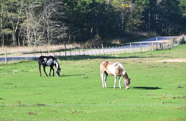 Two Grazing Pintos