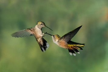 En Garde - Two female broad-tailED hummingbirds appear to be fencing in midair and one appears to have gotten the point. Silverthorne, Colorado