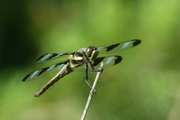 Dragonfly resting on plant stem in early morning