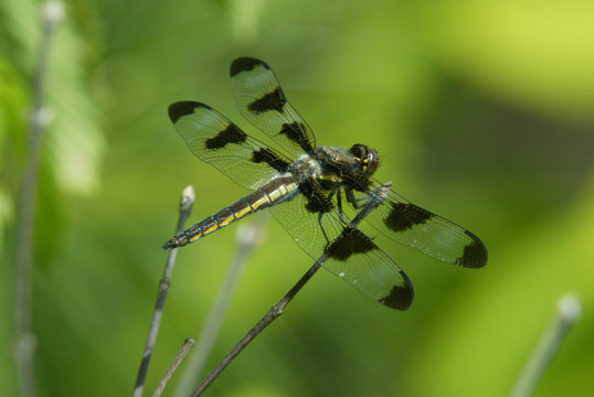 Dragonfly resting on plant stem in early morning