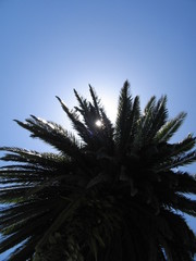 Naklejka premium palm tree against blue sky