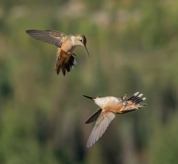 Upside Down Roll Over Attack - A broad-tailed hummingbird does an upside down roll over maneuver from underneath to attack the broad-tailed hummingbird guarding its territory.