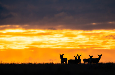 Fototapeta na wymiar Deer in the sunrise
