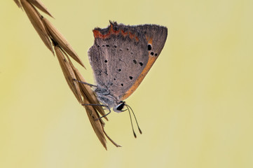 Lycaena virgaureae butterfly  on a dry blade in the early morning in a forest glade