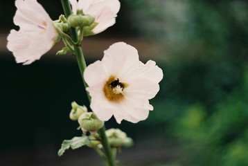 bee on flower