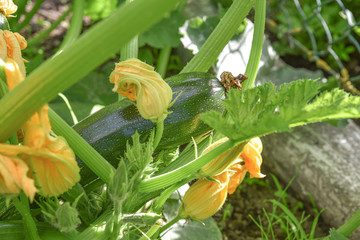 Squash plant in the garden