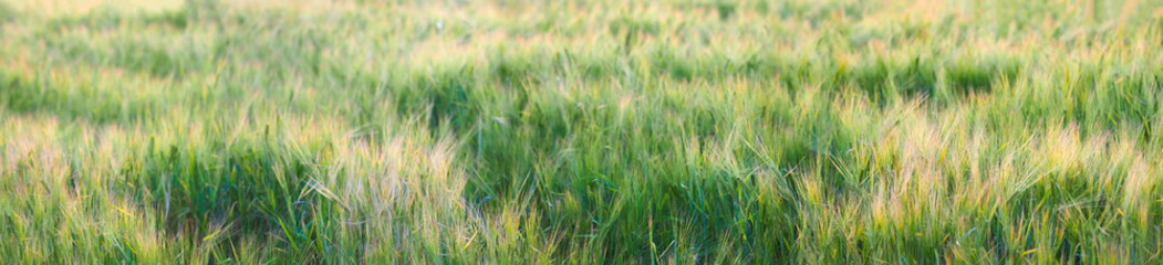 Agricultural panoramic landscape background. Agricultural field with ears of young barley on sunset