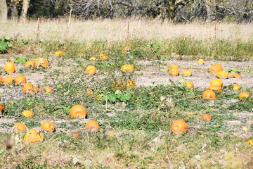 Pumpkins in the Field