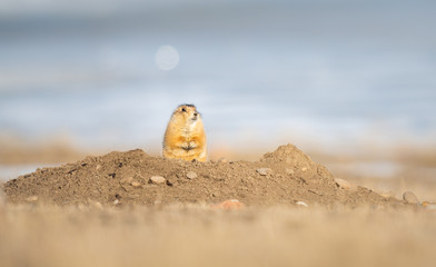 Prairie dog in the wild