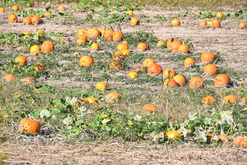 Pumpkins in the Field